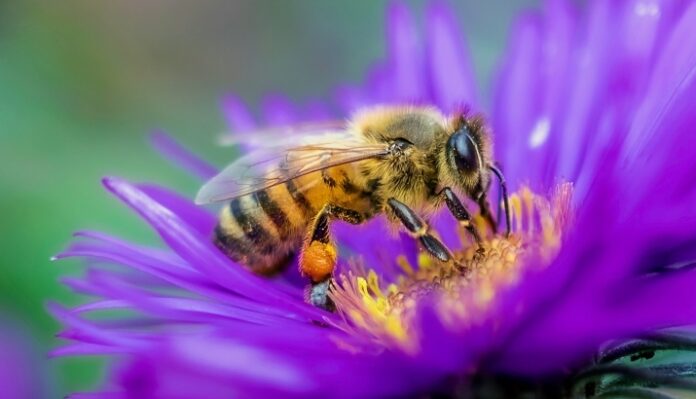 How To Find Honey Bee